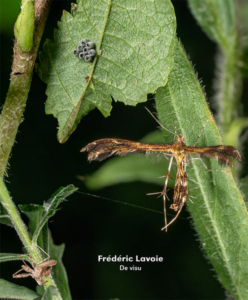 CIEL VARIABLE 130 -  Plantes et jardins